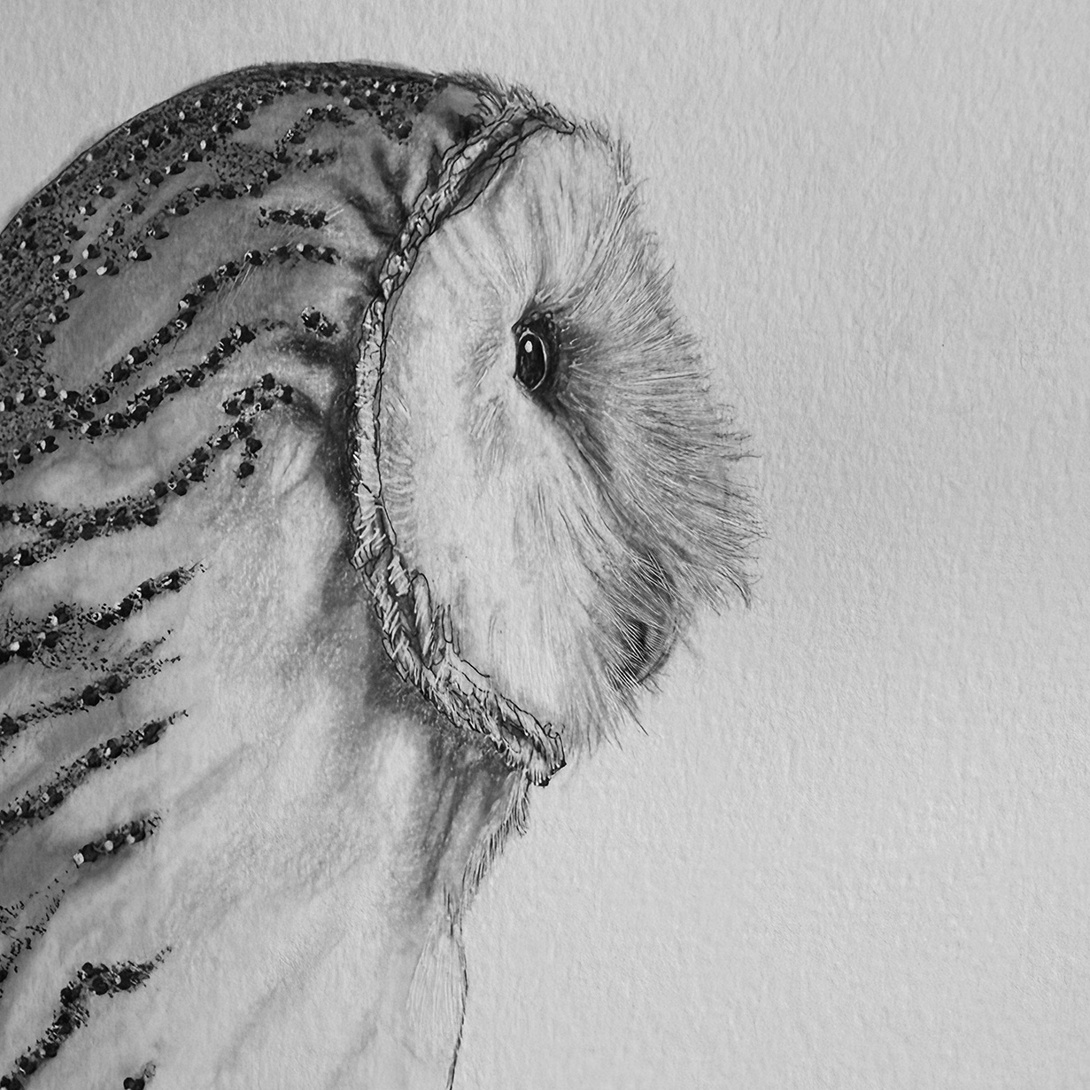 Owl Drawing